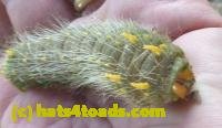/home//u458753944/public_html/sourcegallery////Insects and small critters/butterflies and moths (Lepidoptera)/crop cat.jpg